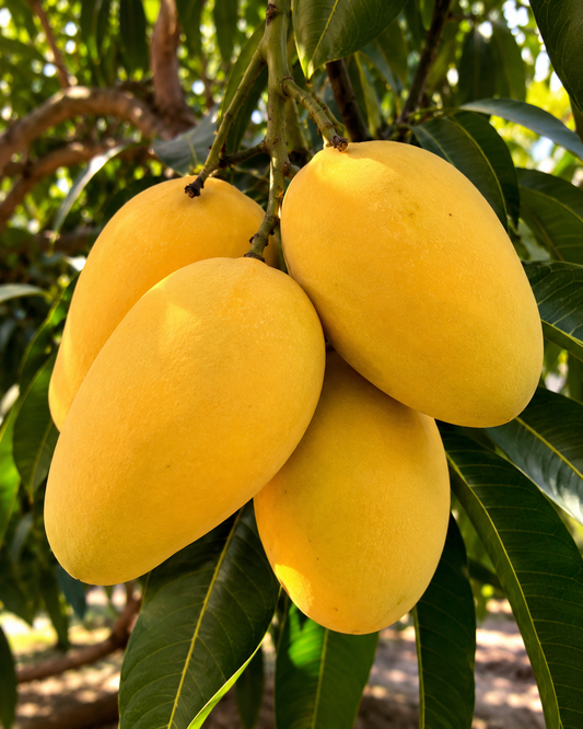 Langra Mango