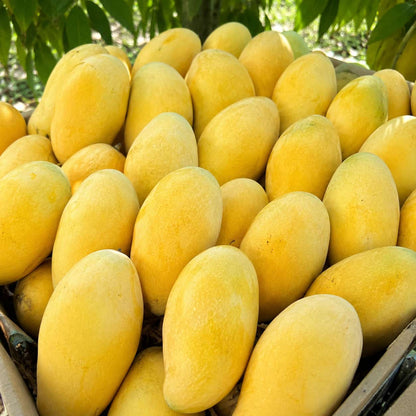 Premium export quality White Chaunsa mangoes from Multan Pakistan — buy online