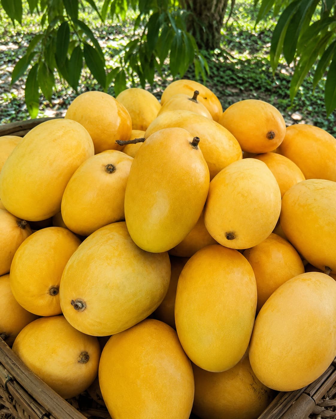 Premium Export Quality Anwar Ratol Mango