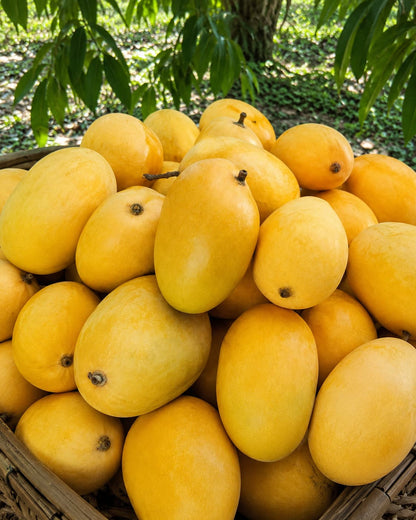 Original Anwar Ratol mangoes from South Punjab Pakistan — export grade, buy online