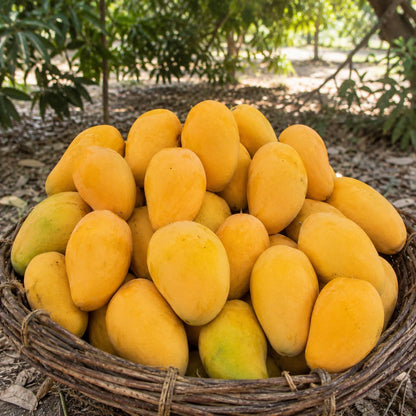 Mausmi Chaunsa mangoes from Multan Pakistan — late season Multani chaunsa, buy online