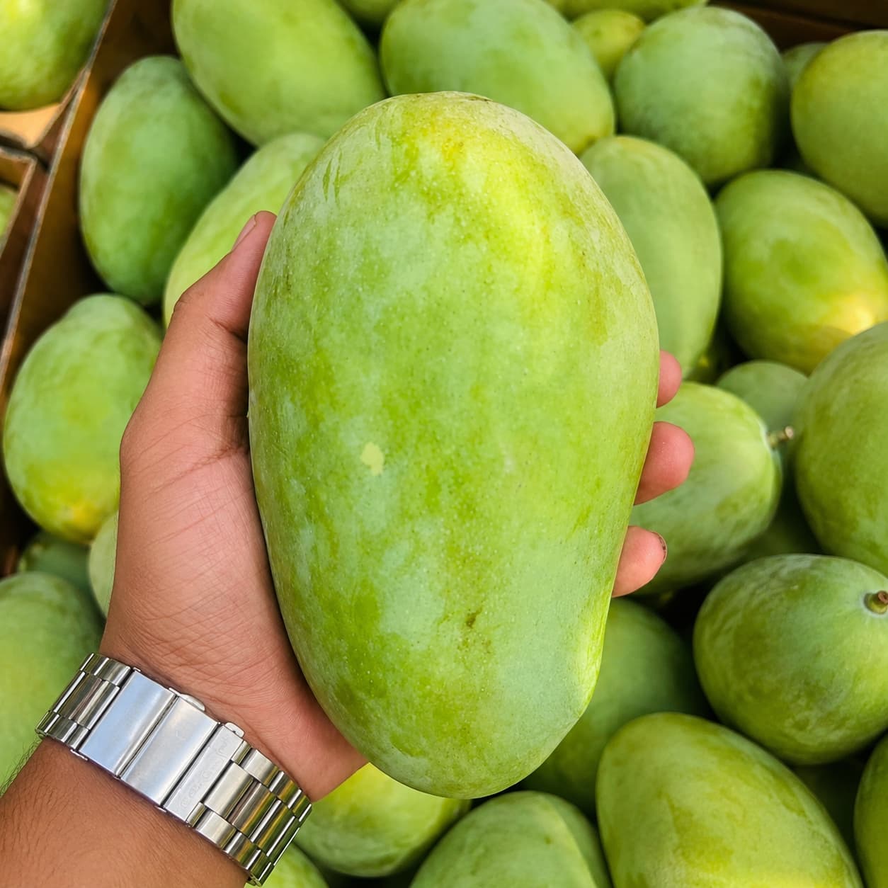 Premium Export Quality Sindhri Mango